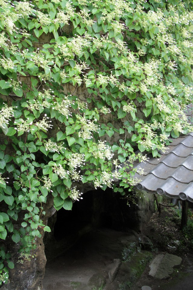 東慶寺の岩がらみ