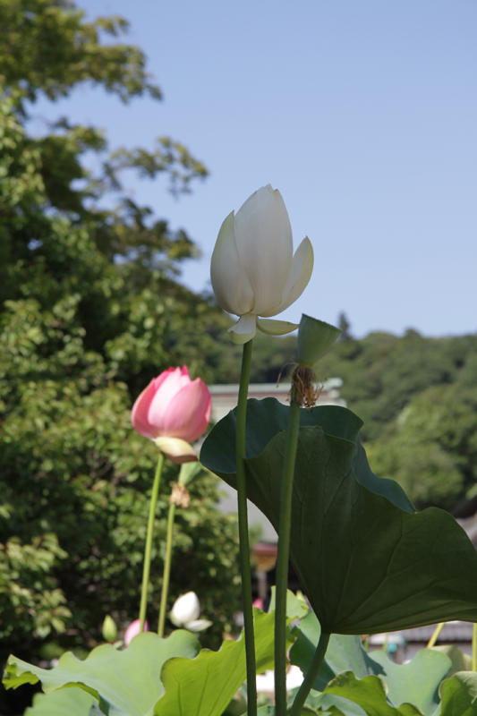 蓮の花