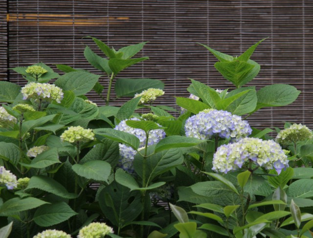 鉢の木の紫陽花