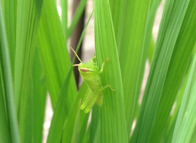 イナゴ