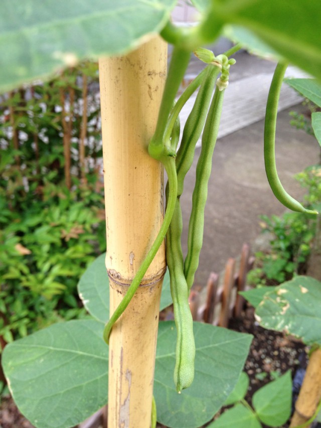 青物野菜　隠元