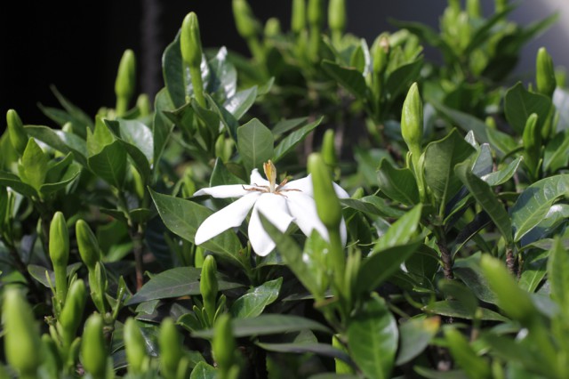 クチナシの花