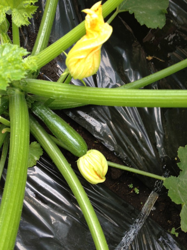 青物野菜　ズッキーニ