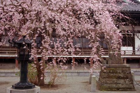 本覚寺　しだれ桜