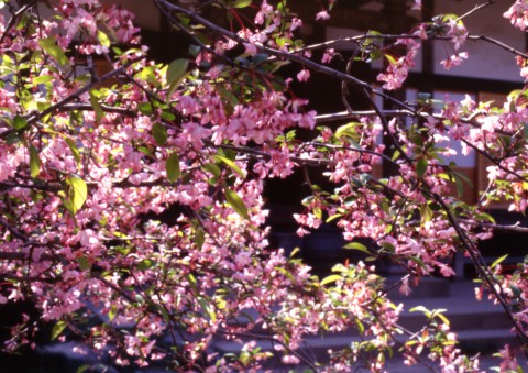 光則寺　カイドウ