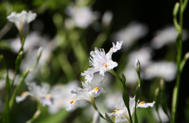 シャガの花