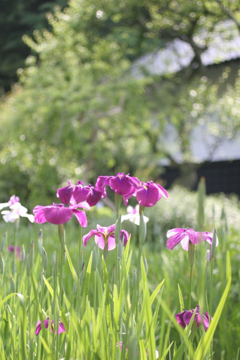 花菖蒲