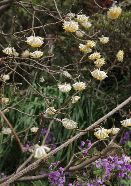 3月　みつまた