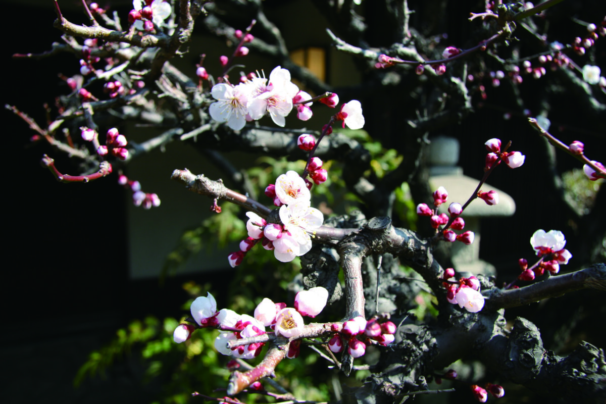 【鎌倉 花の名所めぐり】2月