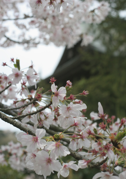 北鎌倉の桜