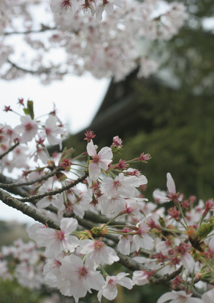 【鎌倉 花の名所めぐり】4月