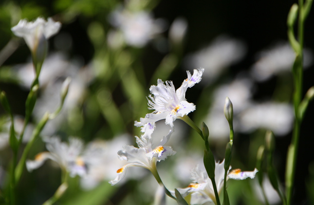 【鎌倉 花の名所めぐり】5月