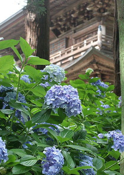 円覚寺境内の紫陽花
