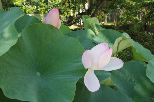 【鎌倉 花の名所めぐり】7月