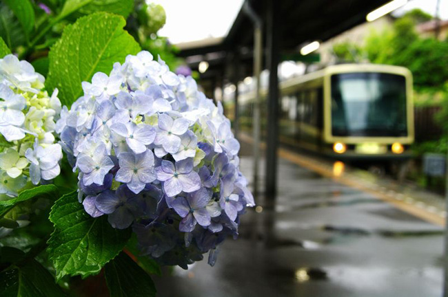 【鎌倉行事カレンダー】6月