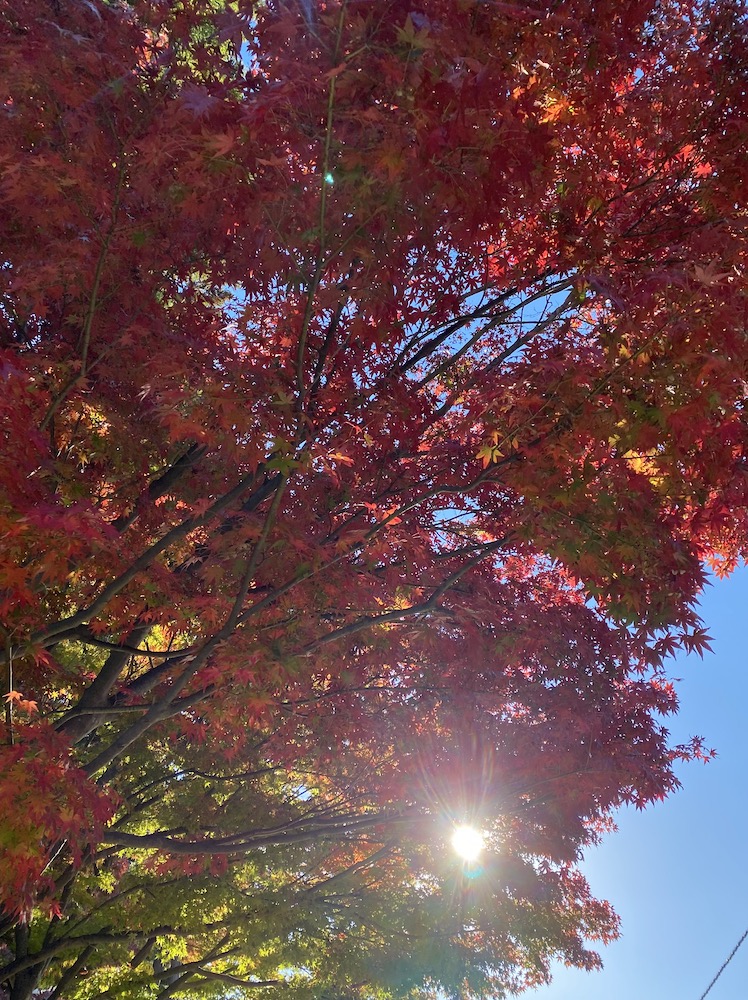 12月の営業について