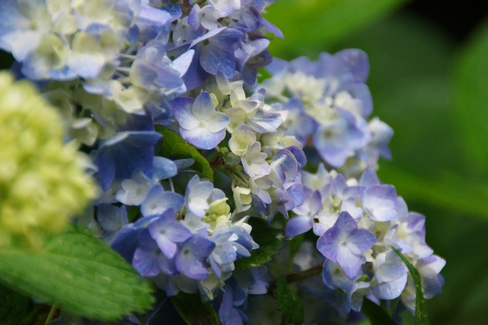 紫陽花の季節到来